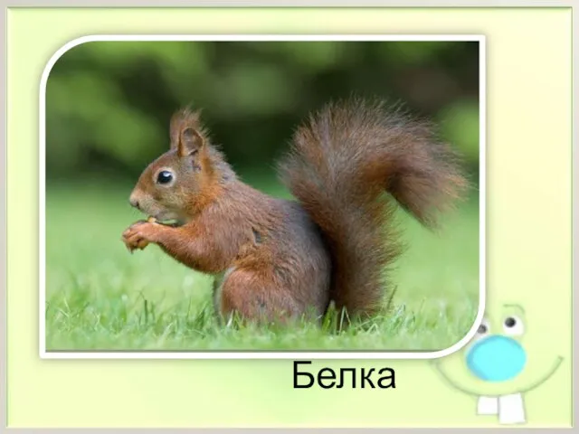 Белка