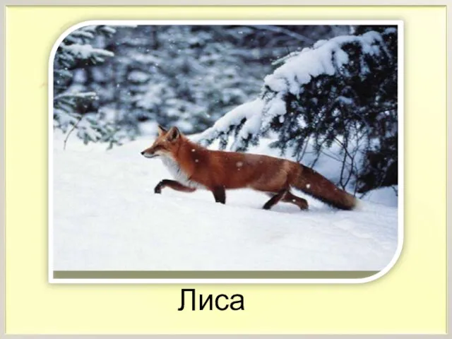 Лиса