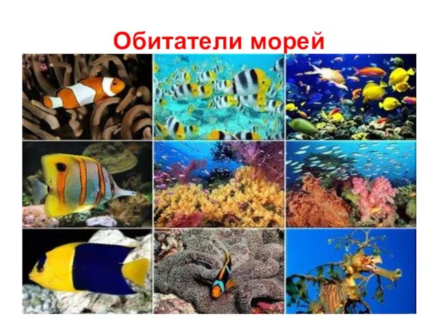 Обитатели морей