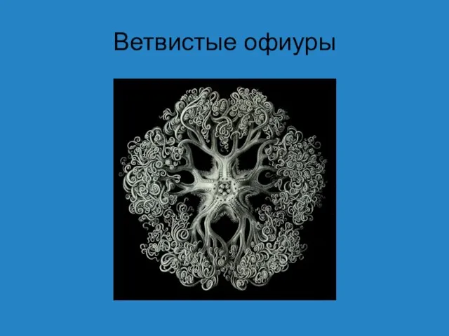 Ветвистые офиуры