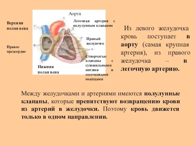 Из левого желудочка кровь поступает в аорту (самая крупная артерия), из правого
