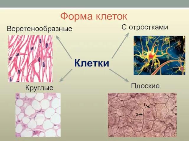 Форма клеток Веретенообразные Клетки С отростками Круглые Плоские