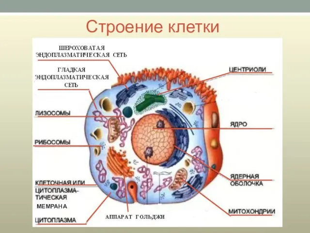 Строение клетки МЕМРАНА