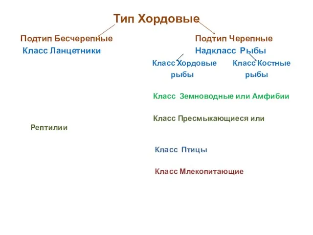 Тип Хордовые Подтип Бесчерепные Подтип Черепные Класс Ланцетники Надкласс Рыбы Класс Хордовые