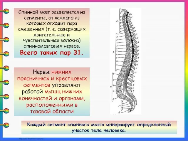 Спинной мозг разделяется на сегменты, от каждого из которых отходит пара смешанных