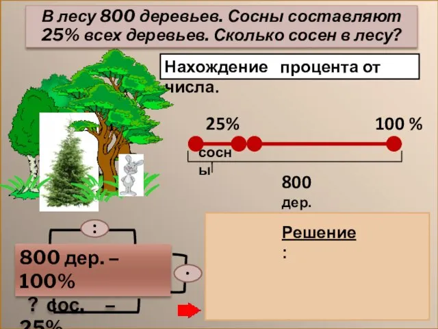 Нахождение процента от числа. 800 дер. – 100% ? сос. – 25%