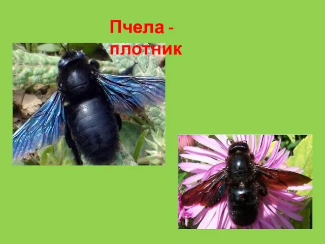 Пчела - плотник