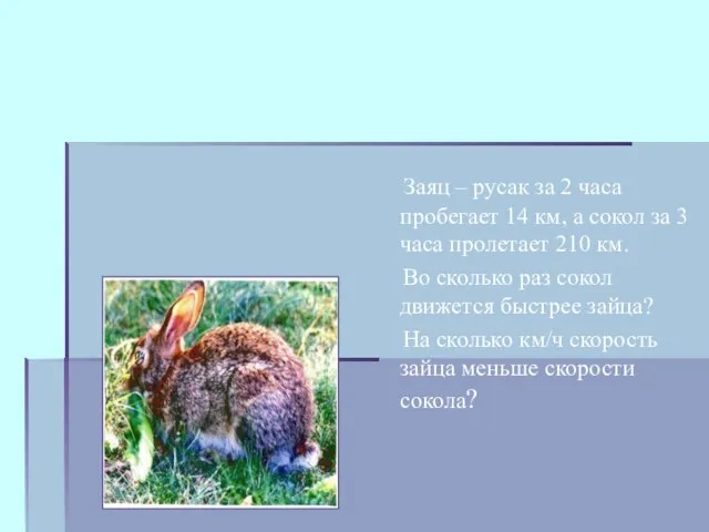 Заяц – русак за 2 часа пробегает 14 км, а сокол за