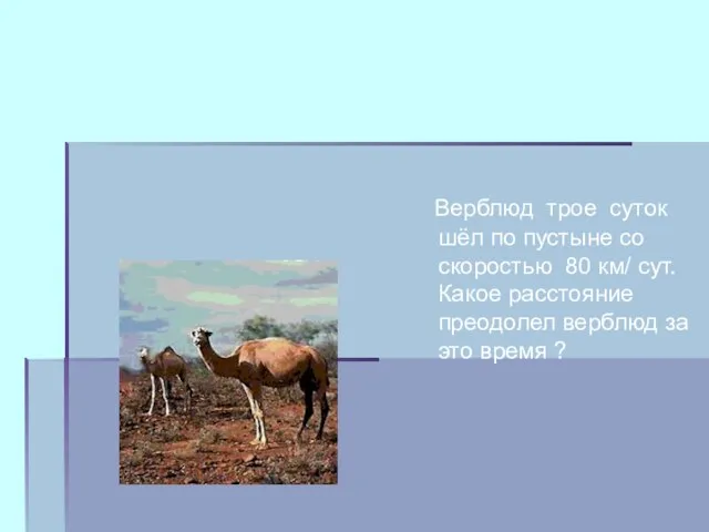 Верблюд трое суток шёл по пустыне со скоростью 80 км/ сут. Какое