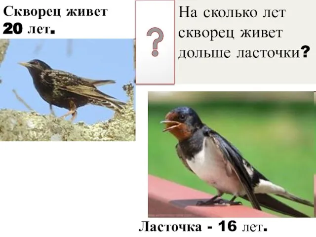 На сколько лет скворец живет дольше ласточки? Скворец живет 20 лет. Ласточка - 16 лет.