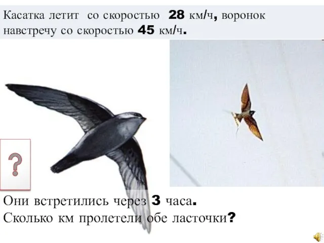 Касатка летит со скоростью 28 км/ч, воронок навстречу со скоростью 45 км/ч.