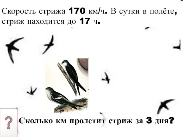 Скорость стрижа 170 км/ч. В сутки в полёте, стриж находится до 17