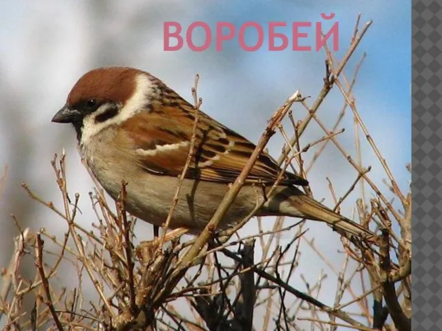 ВОРОБЕЙ