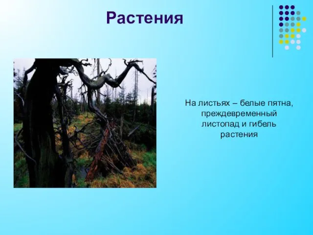 Растения На листьях – белые пятна, преждевременный листопад и гибель растения