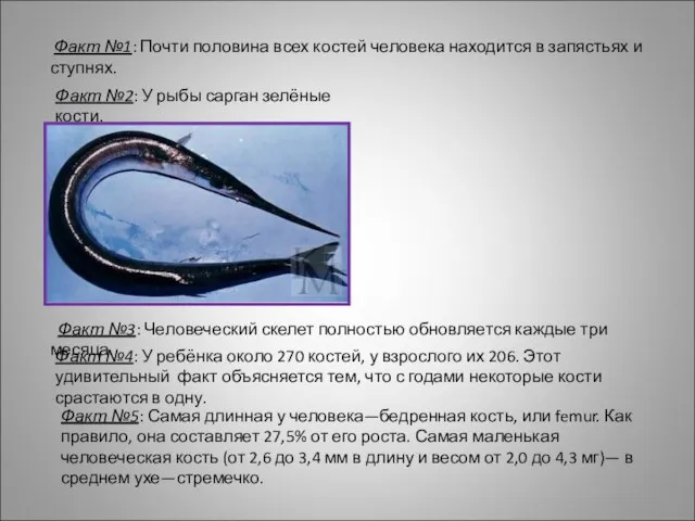 Факт №1: Почти половина всех костей человека находится в запястьях и ступнях.