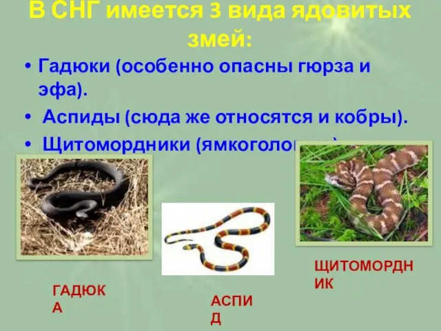 В СНГ имеется 3 вида ядовитых змей: Гадюки (особенно опасны гюрза и