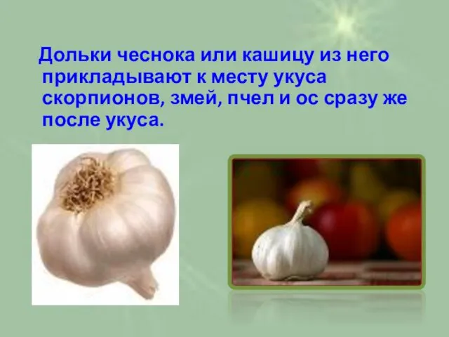 Дольки чеснока или кашицу из него прикладывают к месту укуса скорпионов, змей,