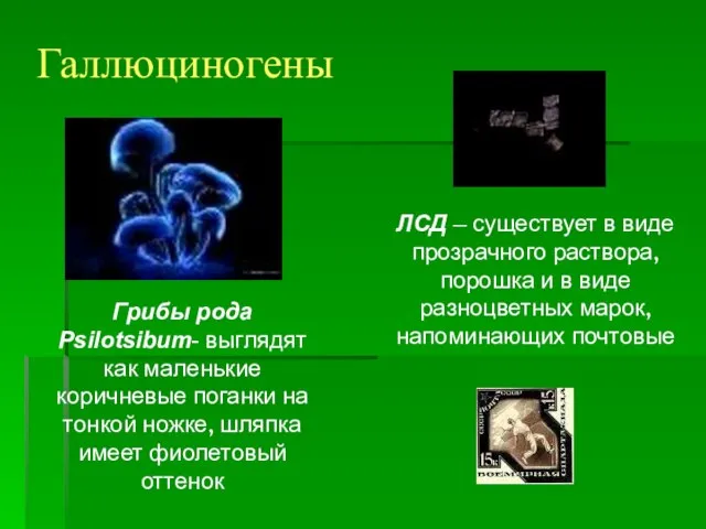 Галлюциногены Грибы рода Psilotsibum- выглядят как маленькие коричневые поганки на тонкой ножке,