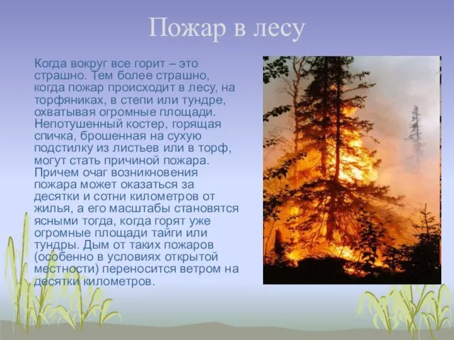 Пожар в лесу Когда вокруг все горит – это страшно. Тем более