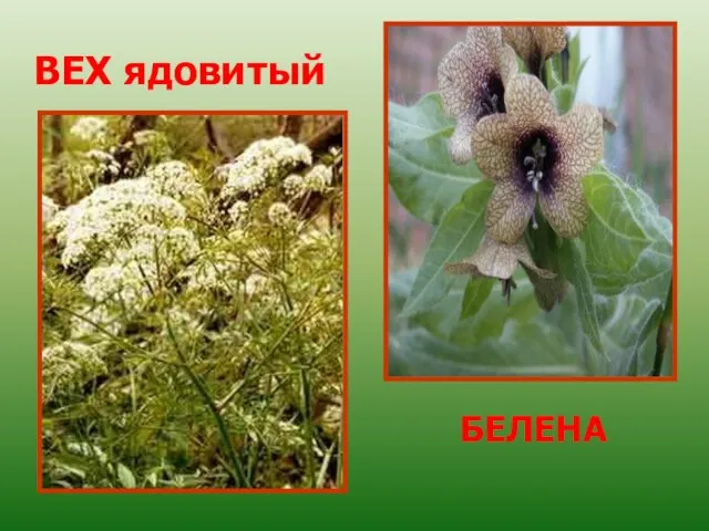 ВЕХ ядовитый БЕЛЕНА