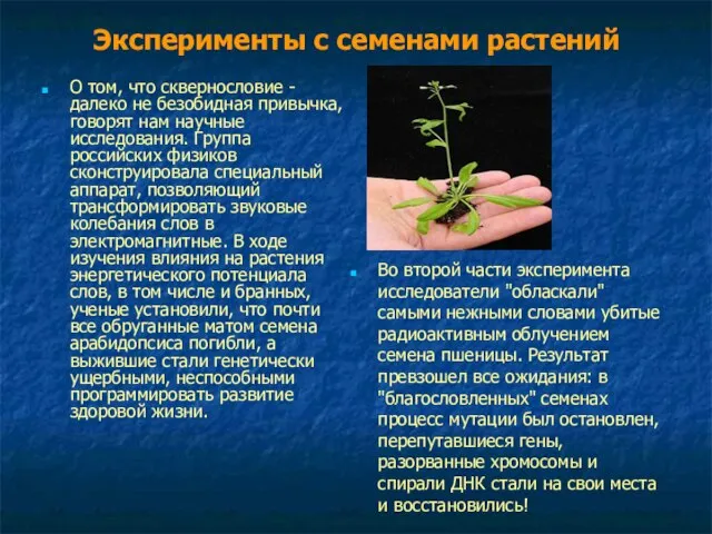 Эксперименты с семенами растений О том, что сквернословие - далеко не безобидная