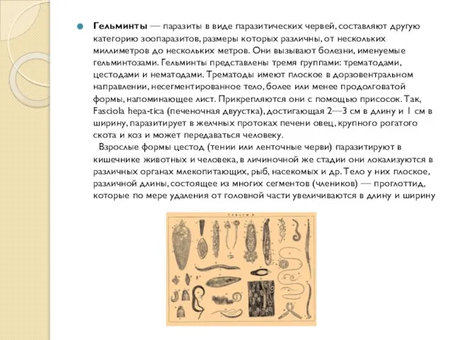 Гельминты — паразиты в виде паразитических червей, составляют другую категорию зоопаразитов, размеры