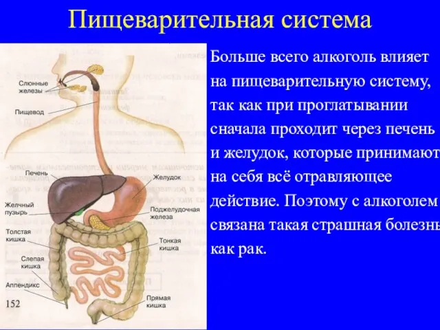 Пищеварительная система Больше всего алкоголь влияет на пищеварительную систему, так как при