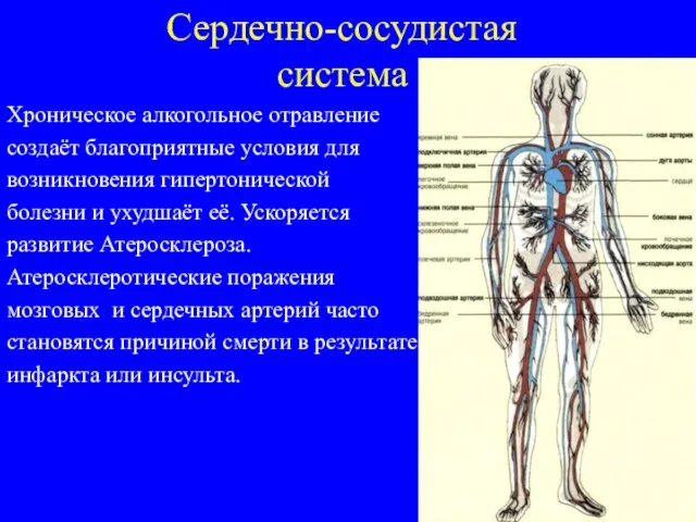 Сердечно-сосудистая система Хроническое алкогольное отравление создаёт благоприятные условия для возникновения гипертонической болезни