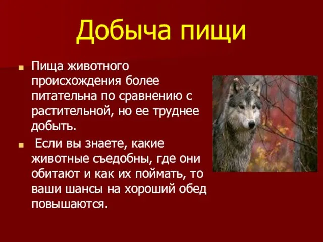 Добыча пищи Пища животного происхождения более питательна по сравнению с растительной, но