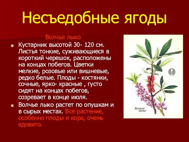 Несъедобные ягоды Волчье лыко Кустарник высотой 30- 120 см. Листья тонкие, суживающиеся