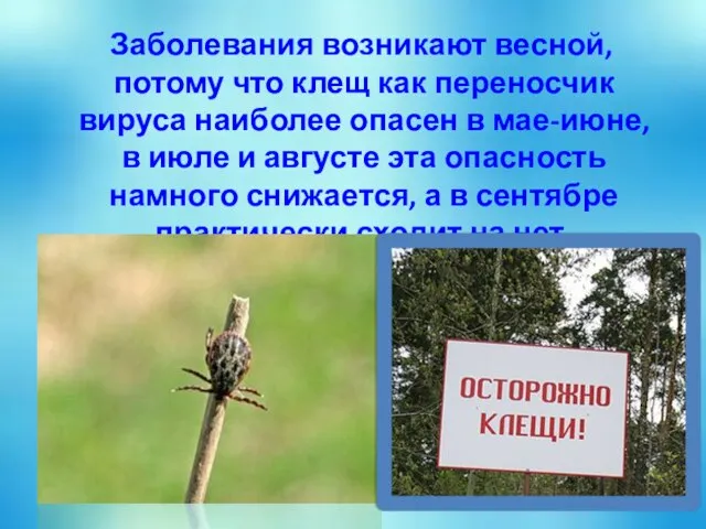 Заболевания возникают весной, потому что клещ как переносчик вируса наиболее опасен в