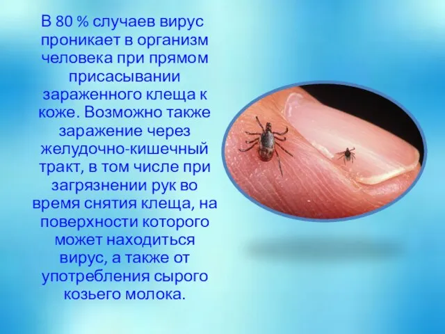 В 80 % случаев вирус проникает в организм человека при прямом присасывании