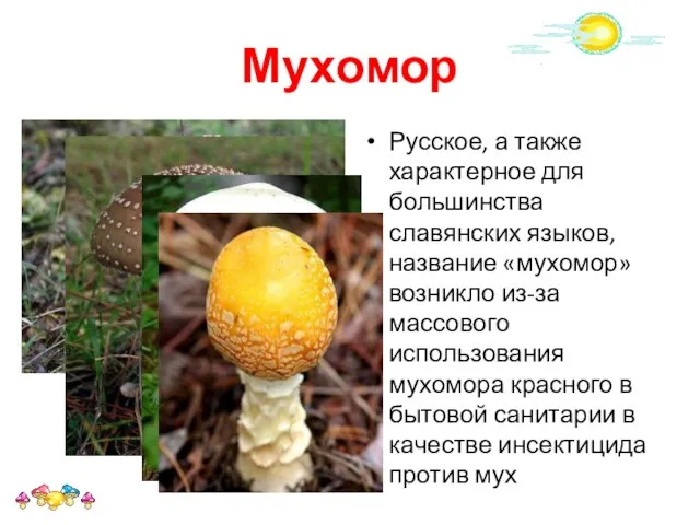 Мухомор Русское, а также характерное для большинства славянских языков, название «мухомор» возникло