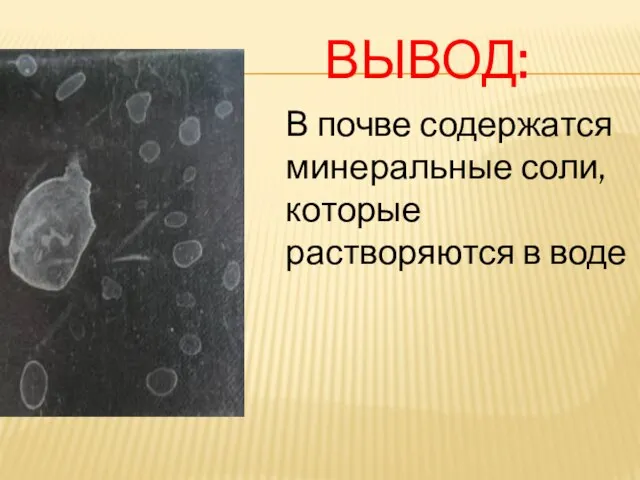 Вывод: В почве содержатся минеральные соли, которые растворяются в воде