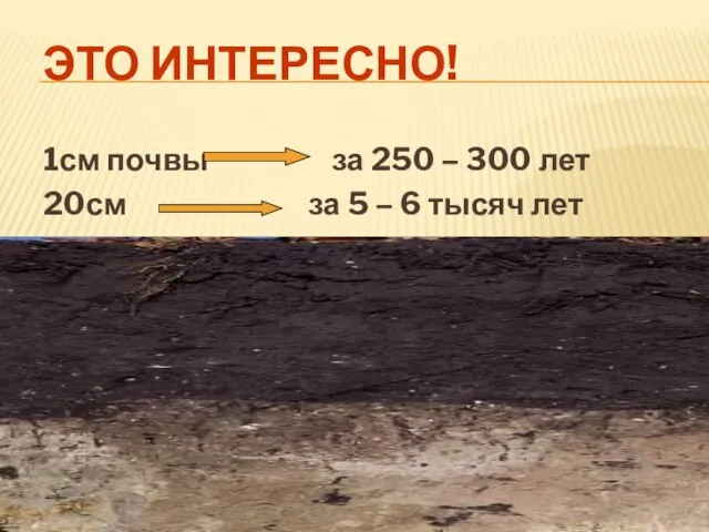 Это интересно! 1см почвы за 250 – 300 лет 20см за 5 – 6 тысяч лет