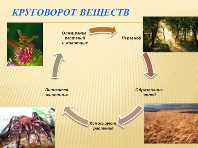 Круговорот веществ