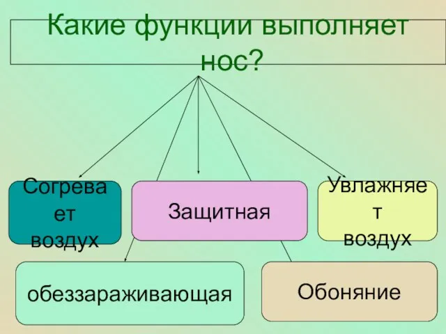 Какие функции выполняет нос? Согревает воздух Защитная Увлажняет воздух Обоняние обеззараживающая