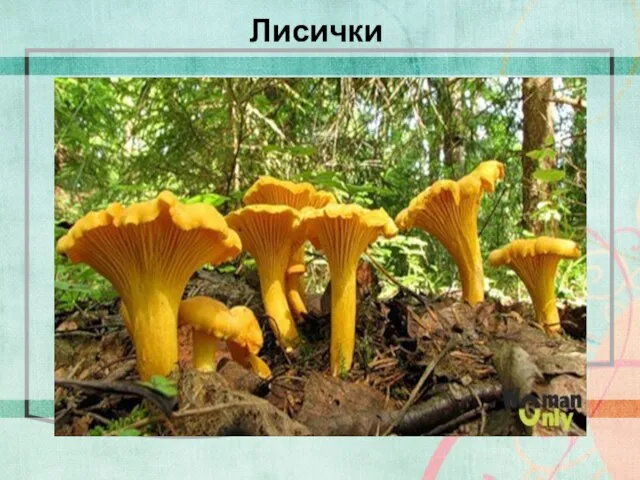 Лисички