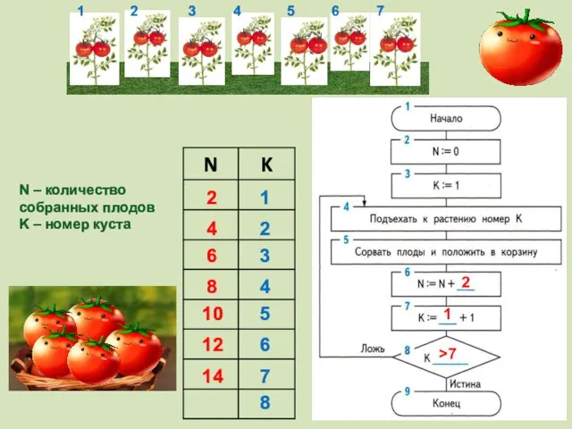 N – количество собранных плодов K – номер куста 1 2 3