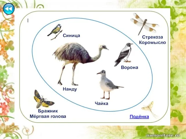 Синица Нанду Бражник Мёртвая голова Стрекоза Коромысло Чайка Ворона Подёнка