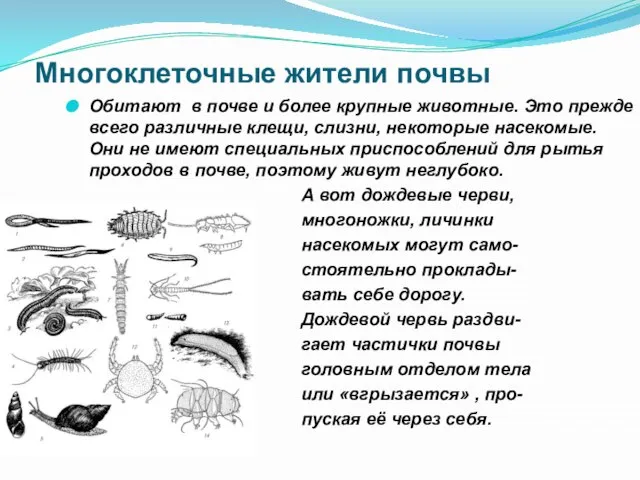 Многоклеточные жители почвы Обитают в почве и более крупные животные. Это прежде