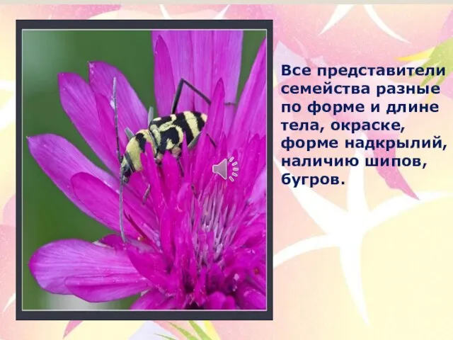 Все представители семейства разные по форме и длине тела, окраске, форме надкрылий, наличию шипов, бугров.