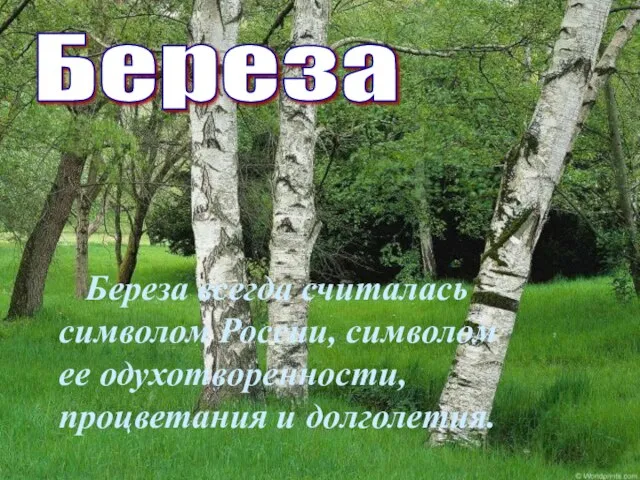 Береза Береза всегда считалась символом России, символом ее одухотворенности, процветания и долголетия.