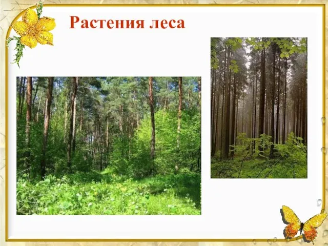 Растения леса