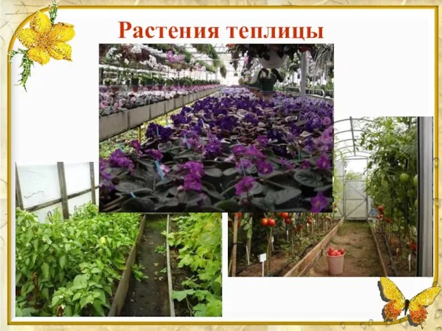 Растения теплицы