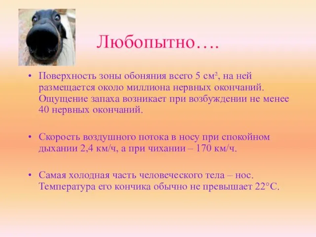 Любопытно…. Поверхность зоны обоняния всего 5 см², на ней размещается около миллиона