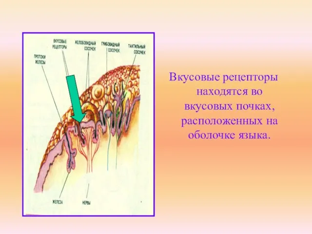 Вкусовые рецепторы находятся во вкусовых почках, расположенных на оболочке языка.