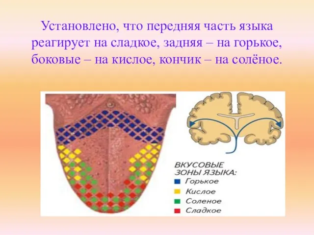 Установлено, что передняя часть языка реагирует на сладкое, задняя – на горькое,