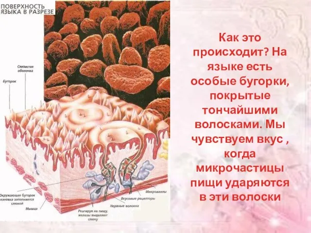 Как это происходит? На языке есть особые бугорки, покрытые тончайшими волосками. Мы