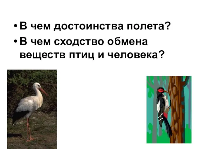 В чем достоинства полета? В чем сходство обмена веществ птиц и человека?